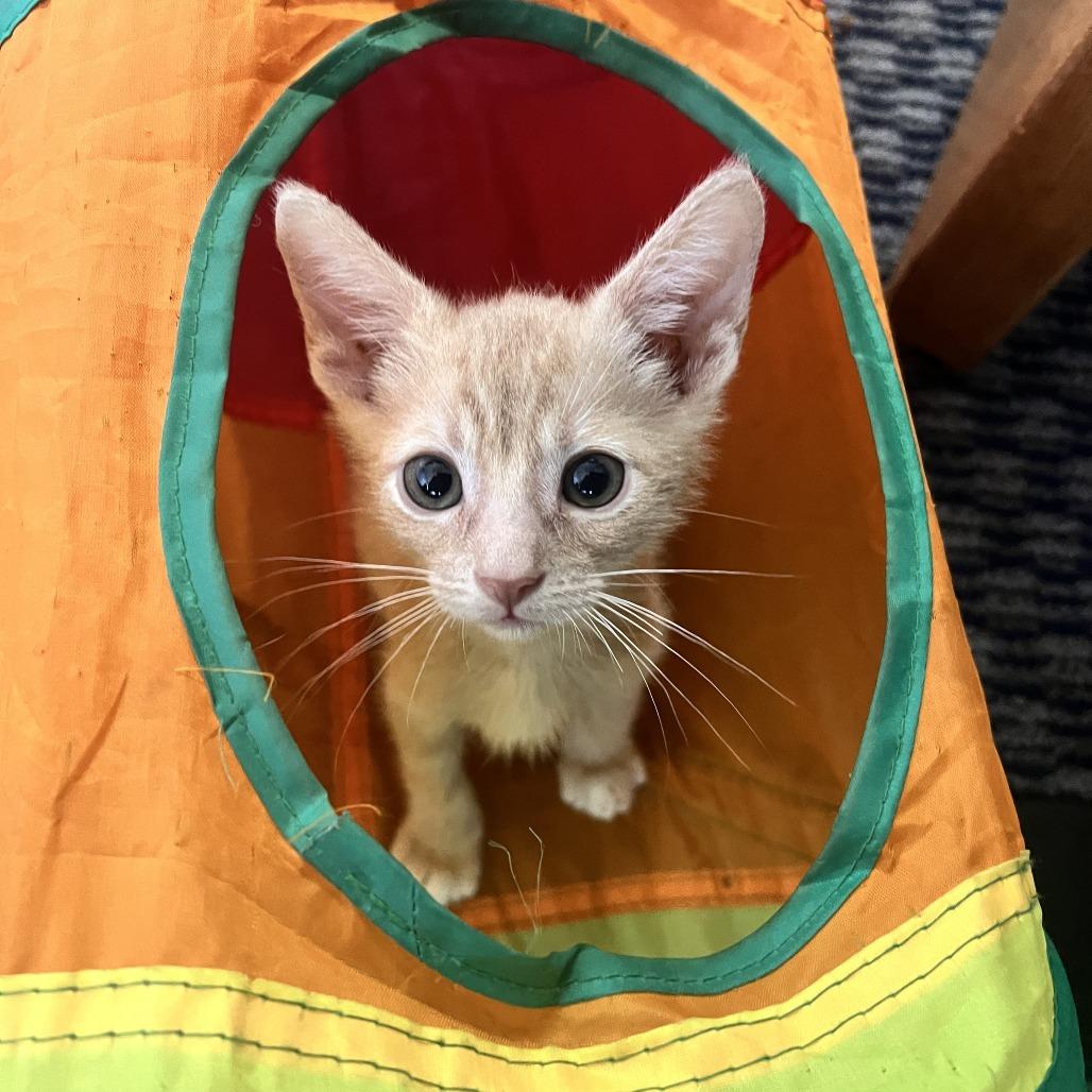 Rex, Adoptable, Kitten Male Domestic Short Hair.