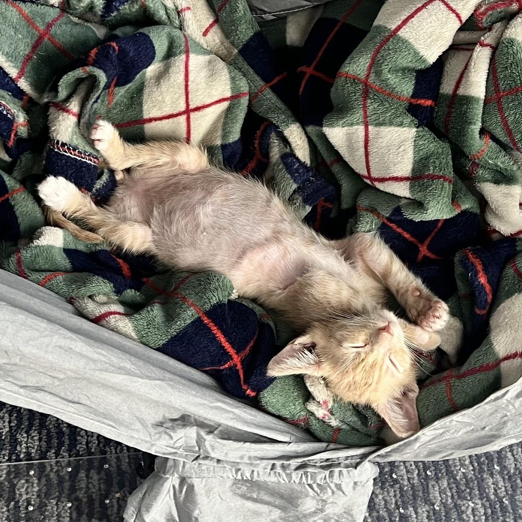 Enlarge Rex, a Adoptable Domestic Short Hair in Costa Mesa, CA image 2/6
