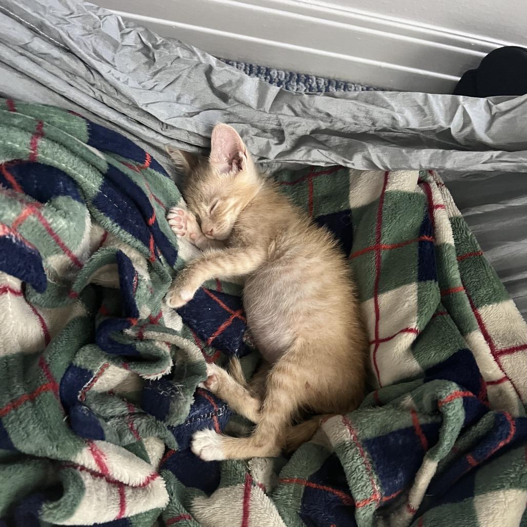 Enlarge Rex, a Adoptable Domestic Short Hair in Costa Mesa, CA image 3/6