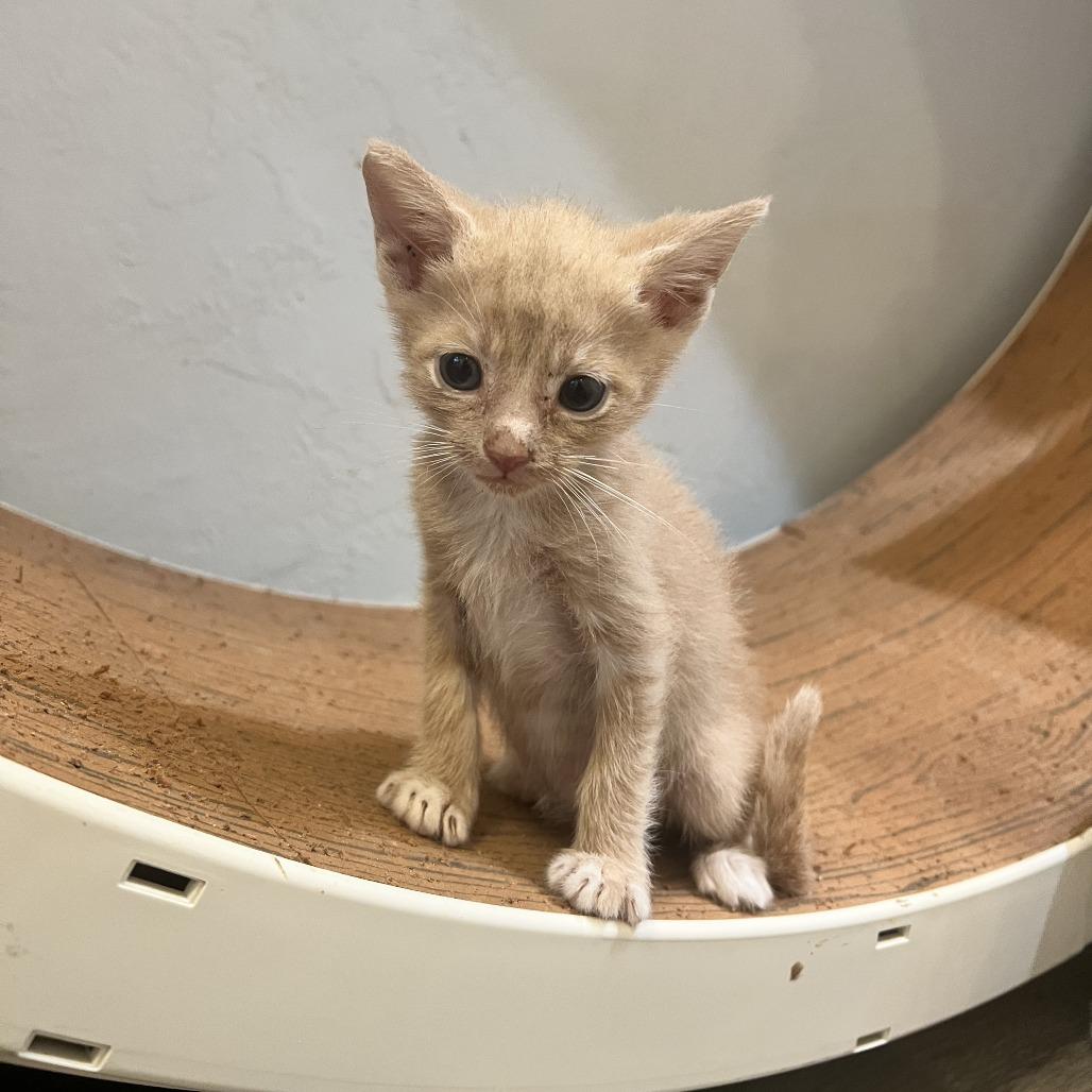 Enlarge Rex, a Adoptable Domestic Short Hair in Costa Mesa, CA image 4/6