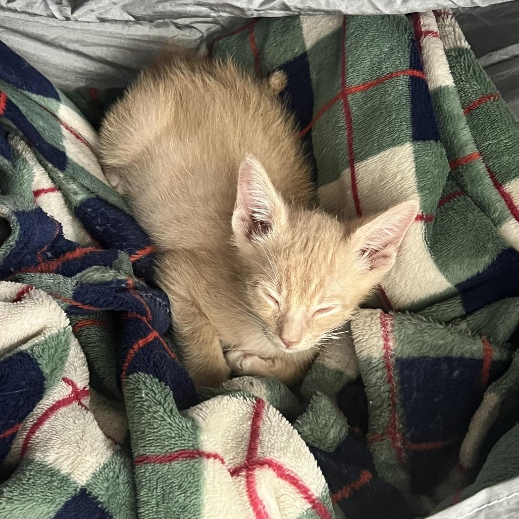 Enlarge Rex, a Adoptable Domestic Short Hair in Costa Mesa, CA image 5/6