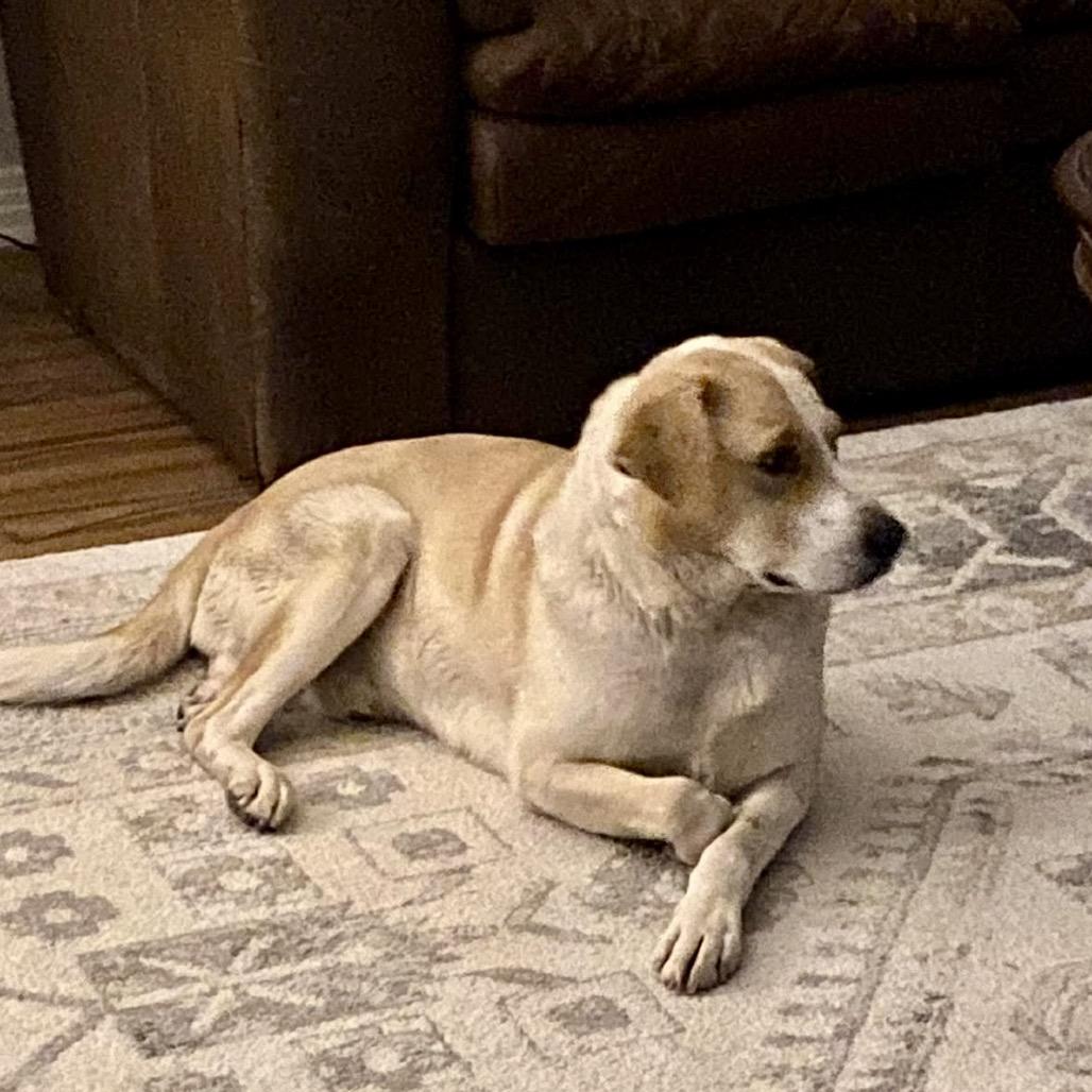 Collins — thumbnail 2