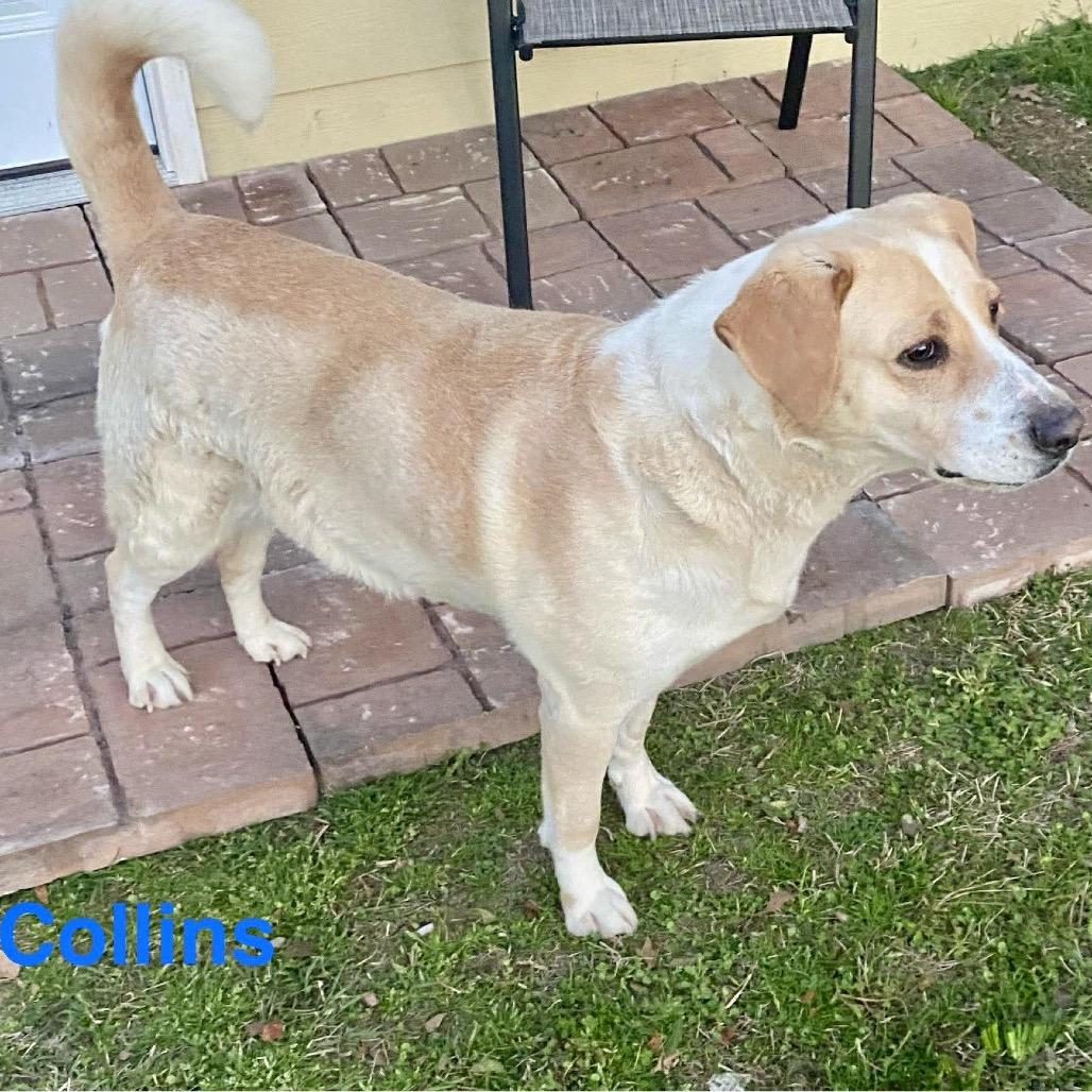 Collins — thumbnail 3