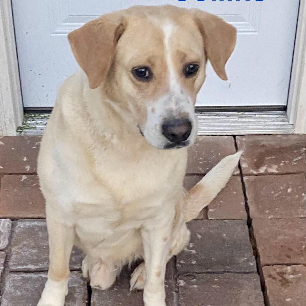 Collins — thumbnail 6