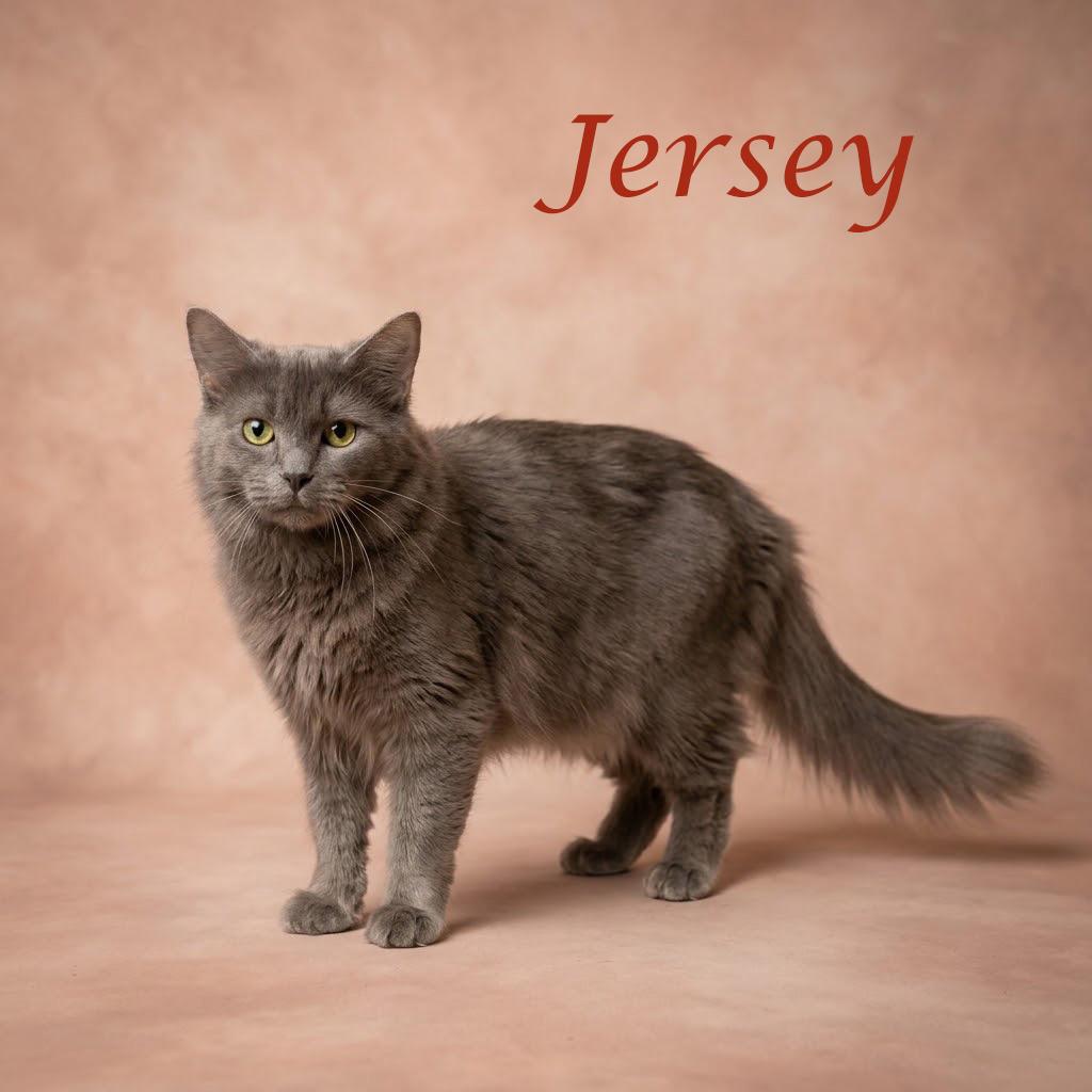 Enlarge Jersey C26-267, a Adoptable Domestic Medium Hair in Lebanon, TN image 1/6