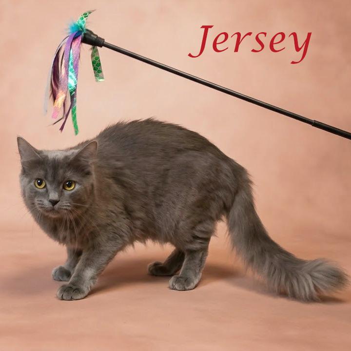 Enlarge Jersey C26-267, a Adoptable Domestic Medium Hair in Lebanon, TN image 2/6