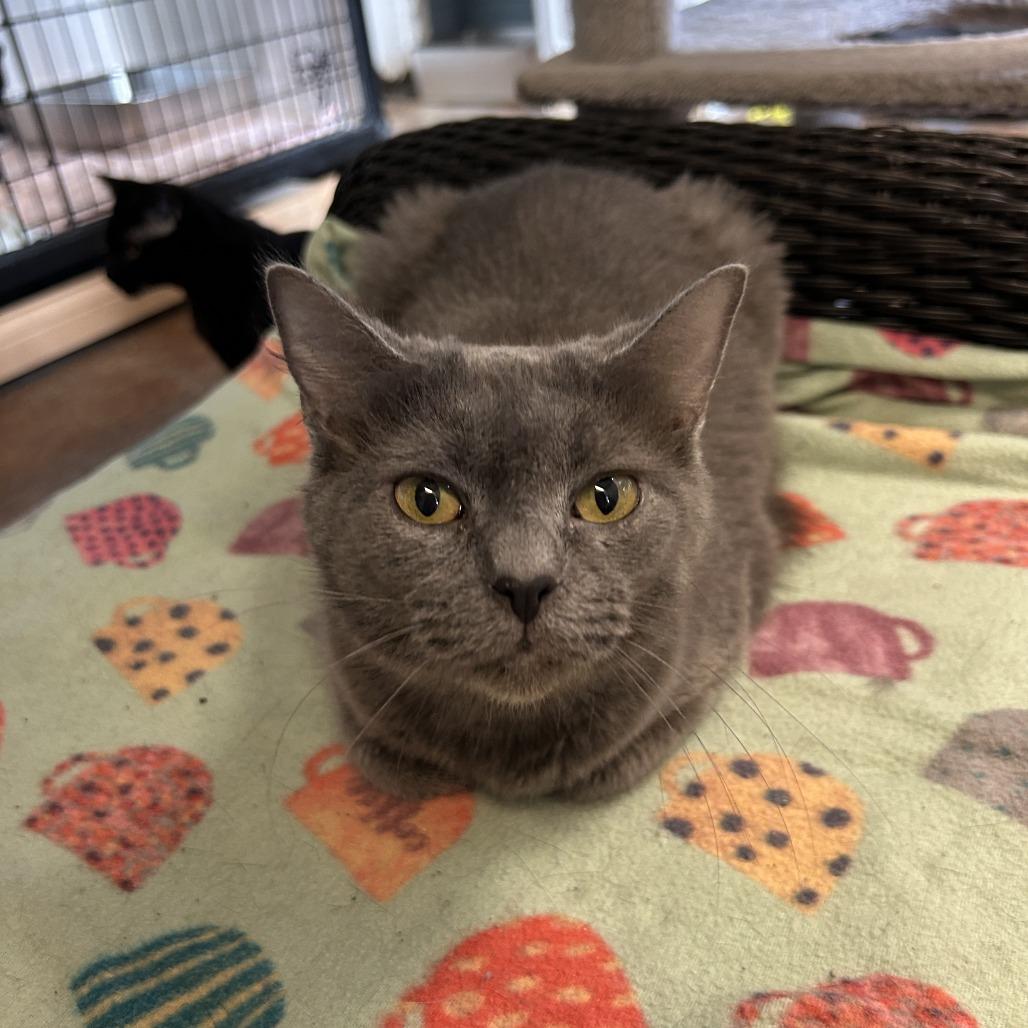 Enlarge Jersey C26-267, a Adoptable Domestic Medium Hair in Lebanon, TN image 3/6