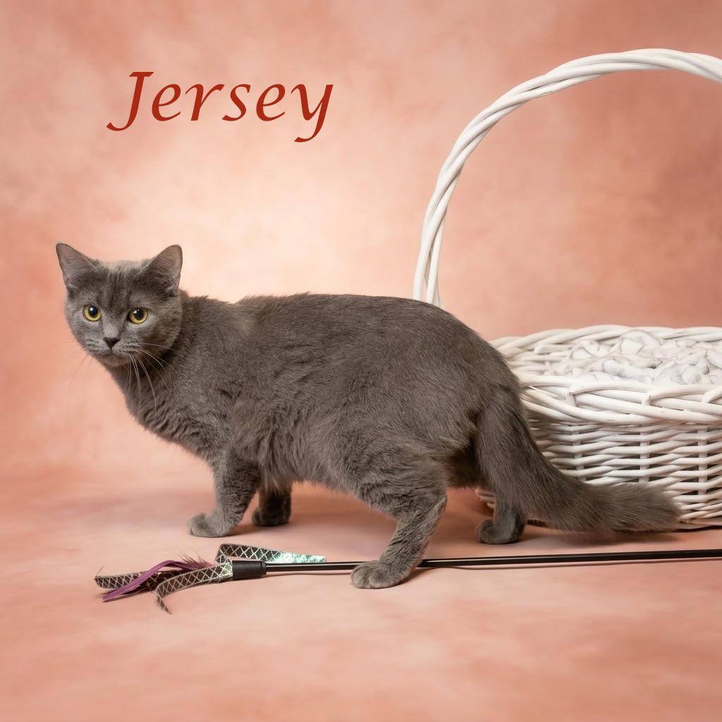 Enlarge Jersey C26-267, a Adoptable Domestic Medium Hair in Lebanon, TN image 4/6