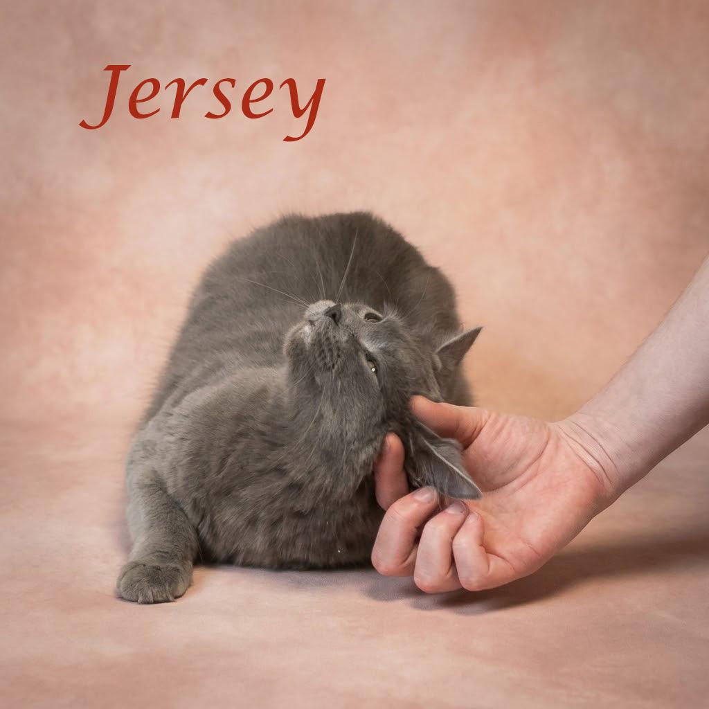 Enlarge Jersey C26-267, a Adoptable Domestic Medium Hair in Lebanon, TN image 5/6