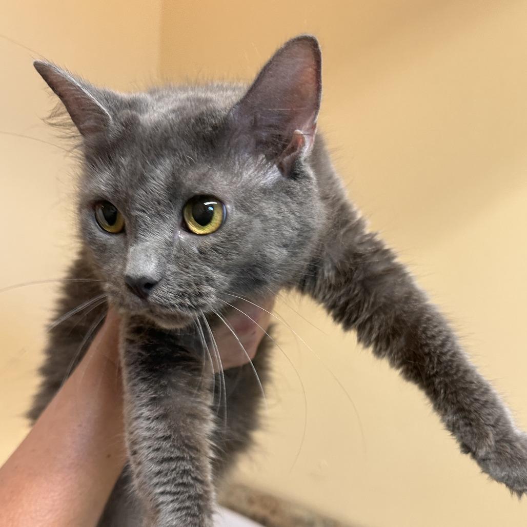 Enlarge Jersey C26-267, a Adoptable Domestic Medium Hair in Lebanon, TN image 6/6