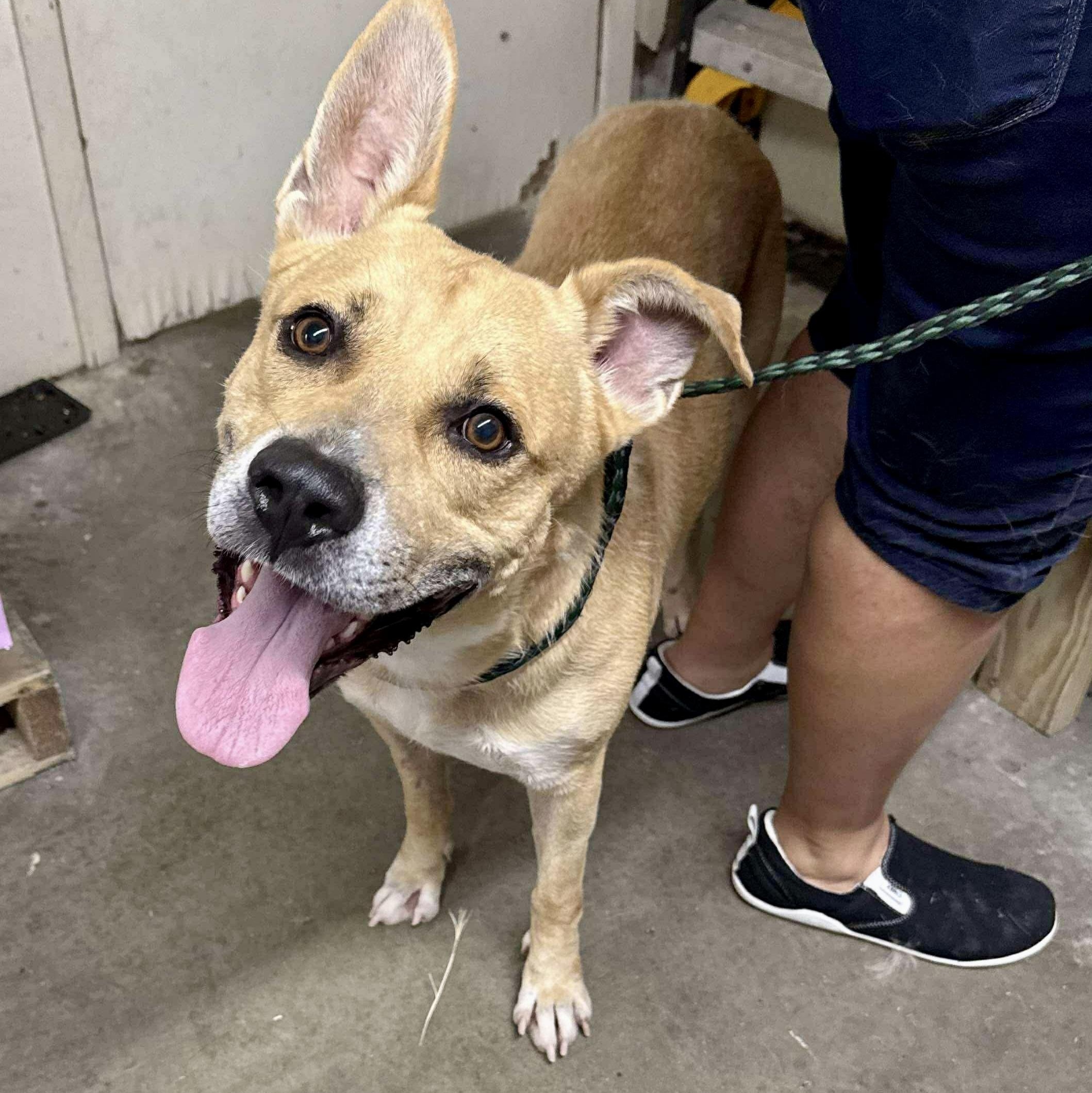 Peanut Butter, Adult Male Labrador Retriever