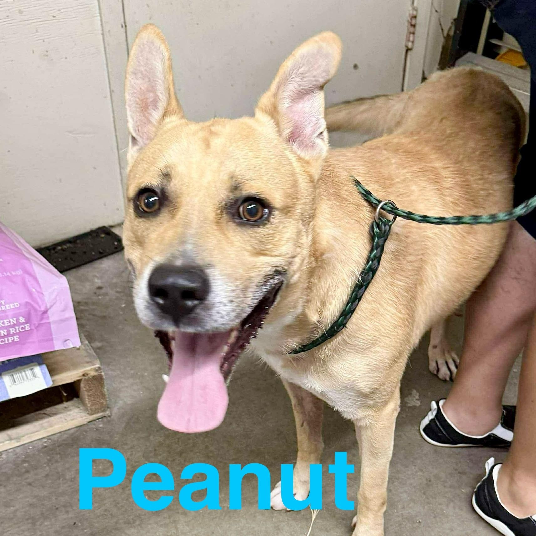 Peanut Butter photo 4