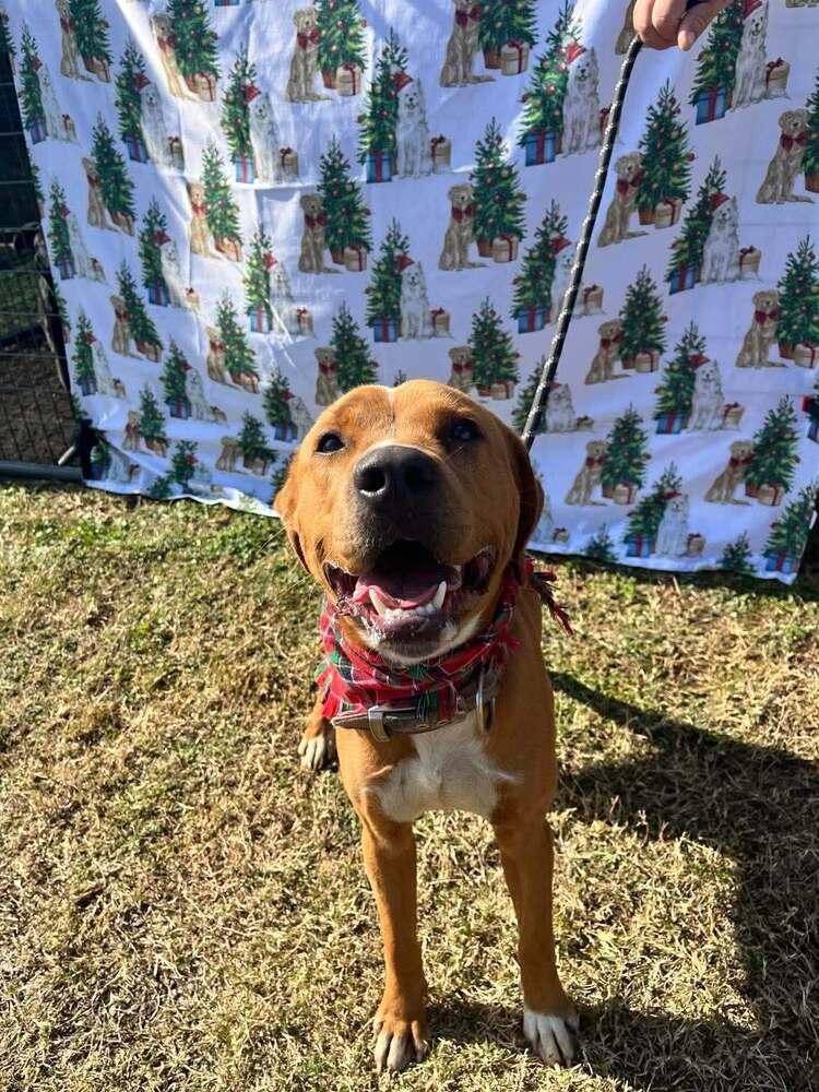 Bruno — thumbnail 2