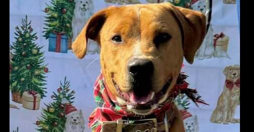 Bruno — thumbnail 3