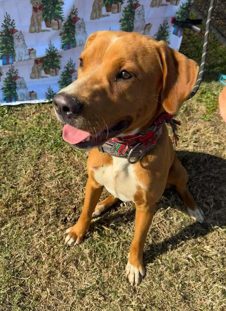 Bruno — thumbnail 4