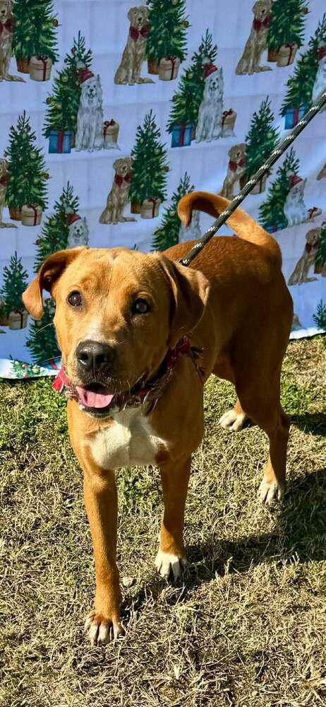 Bruno — thumbnail 5