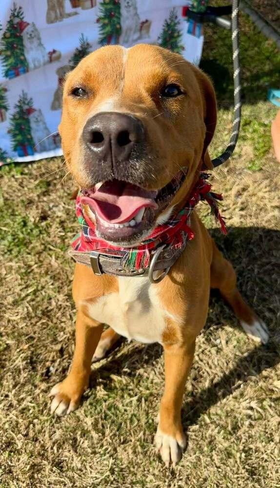 Bruno — thumbnail 6