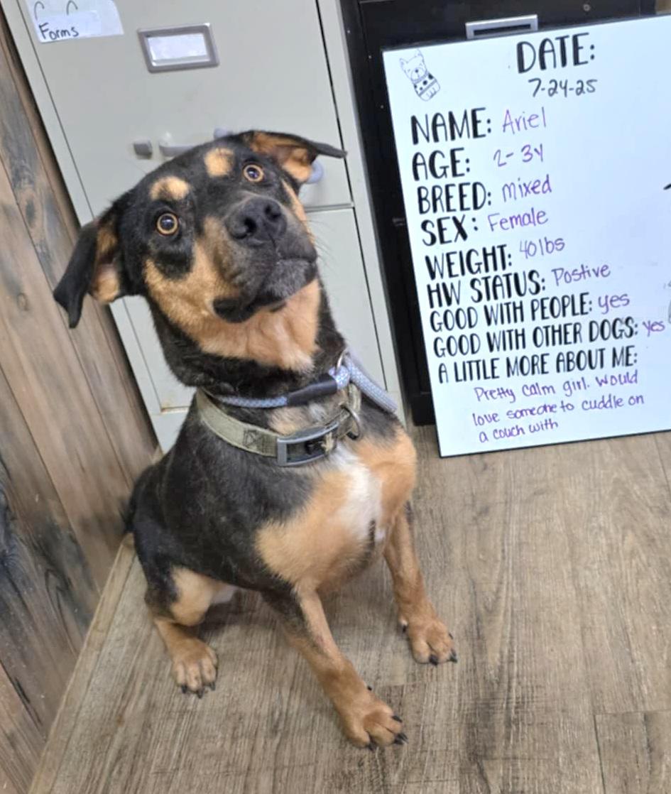 Ariel, Adoptable, Young Female Shepherd.