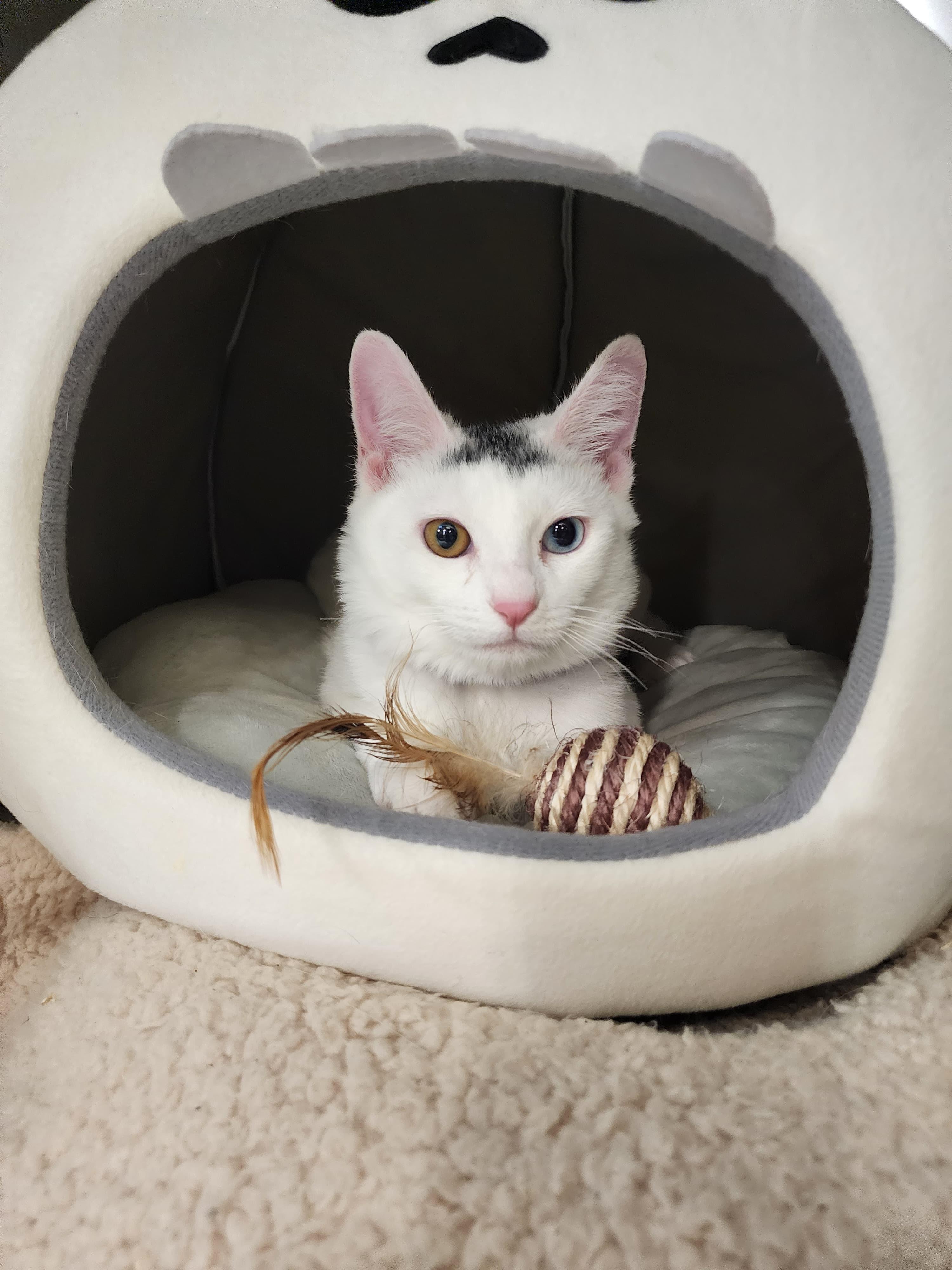 Enlarge Palomo, a Adoptable mixed breed in Woodinville, WA image 1/5