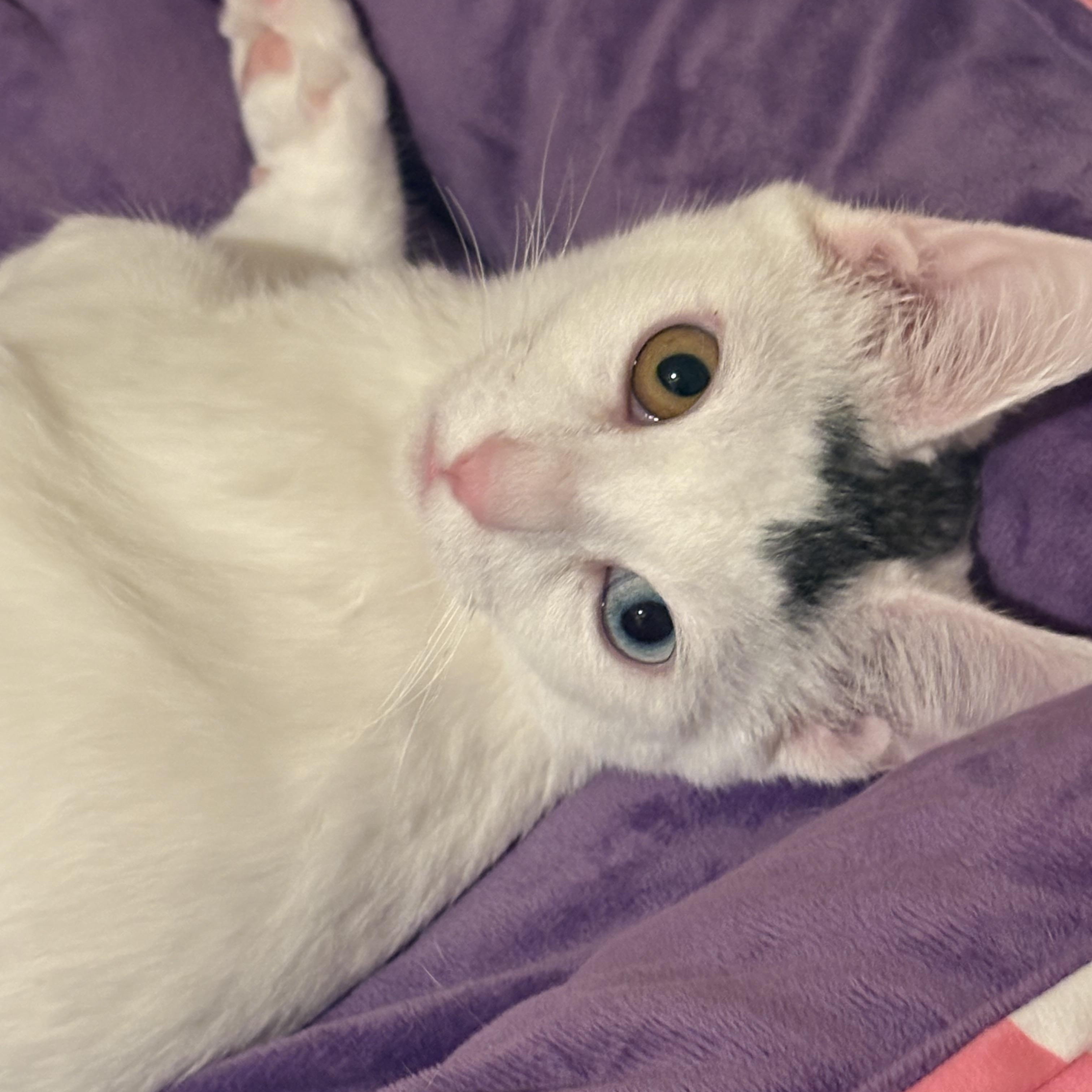 Enlarge Palomo, a Adoptable mixed breed in Woodinville, WA image 2/5