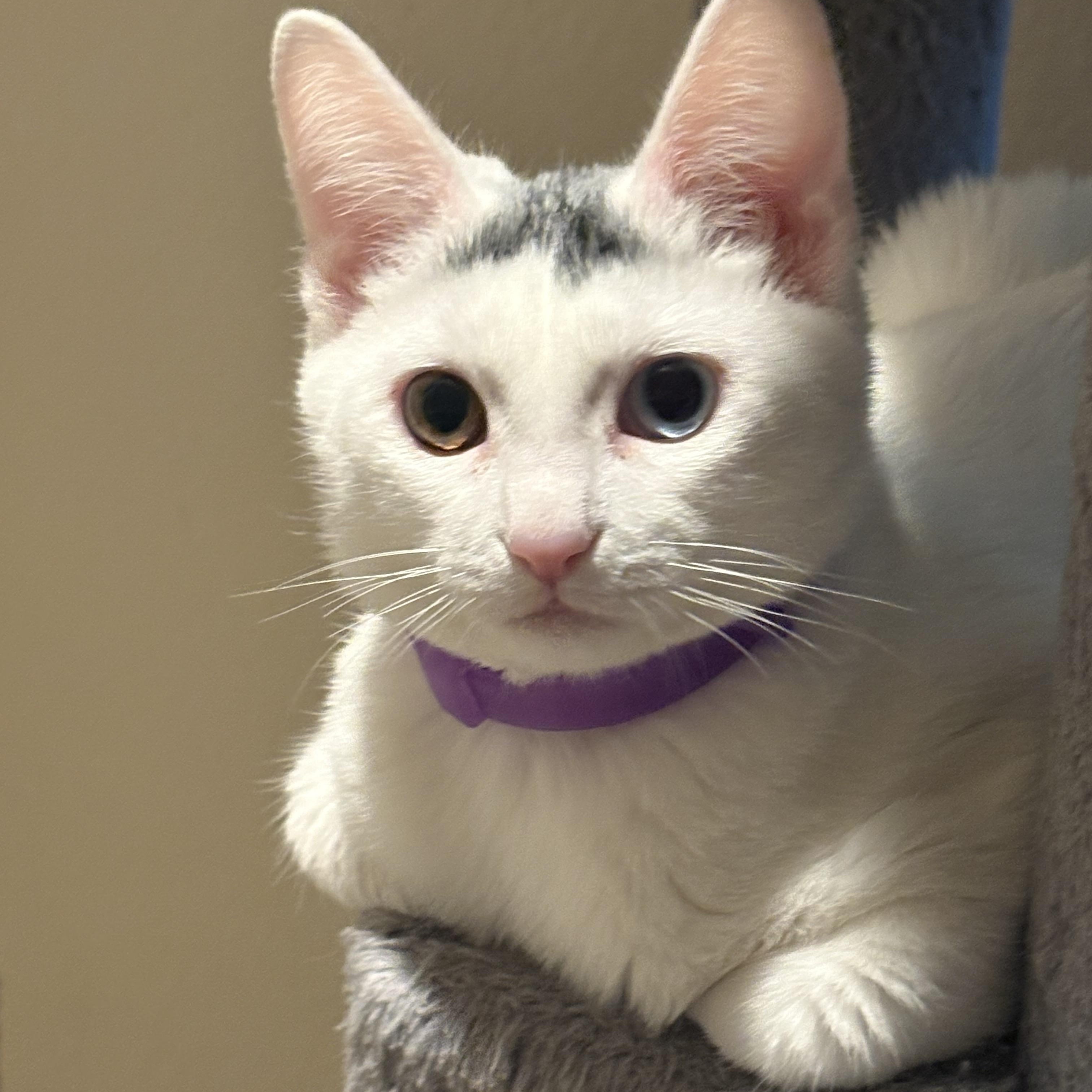 Enlarge Palomo, a Adoptable mixed breed in Woodinville, WA image 3/5