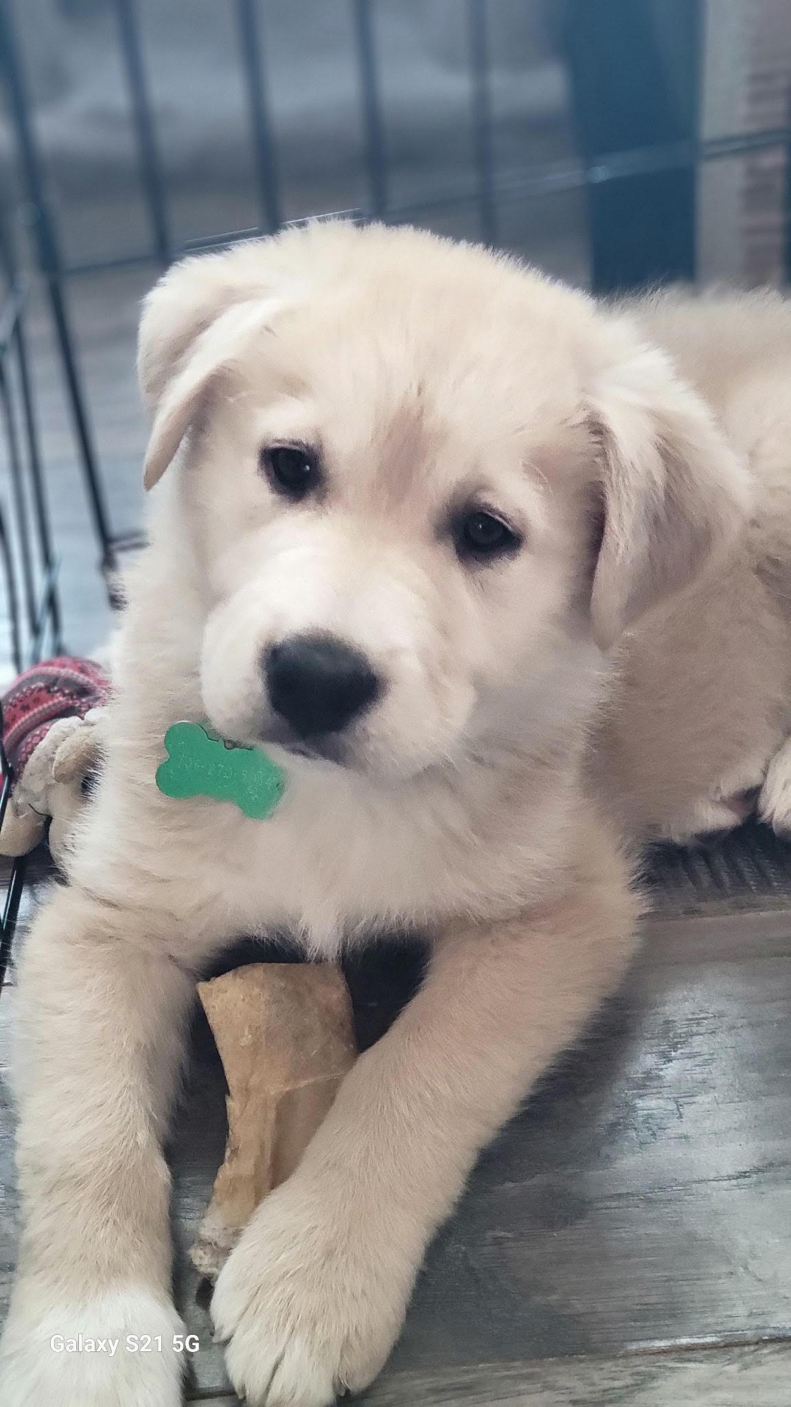 Sahara, an adoptable Mixed Breed in Saskatoon, SK, S7H 0W2 | Photo Image 1