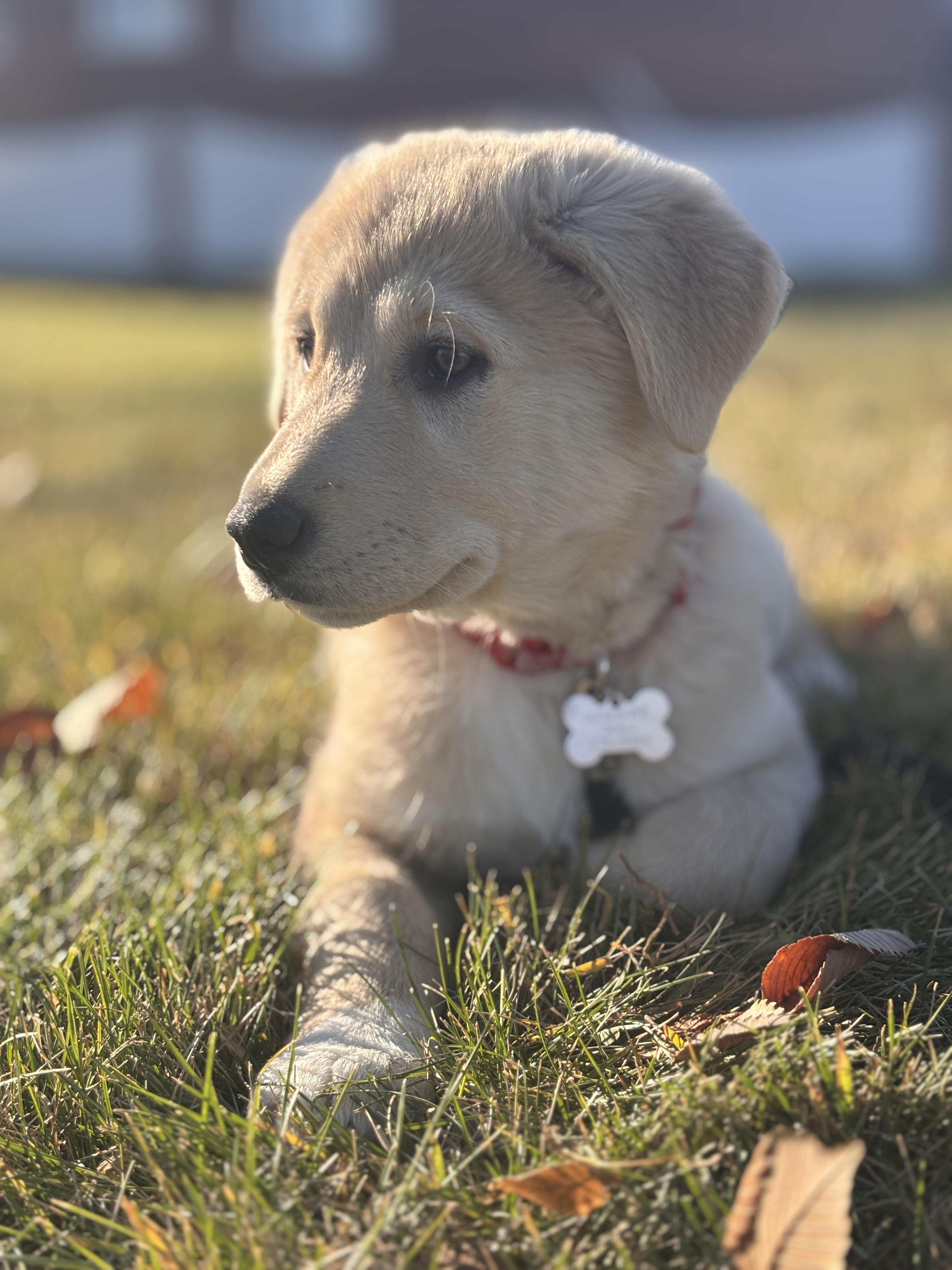 Sahara, an adoptable Mixed Breed in Saskatoon, SK, S7H 0W2 | Photo Image 1