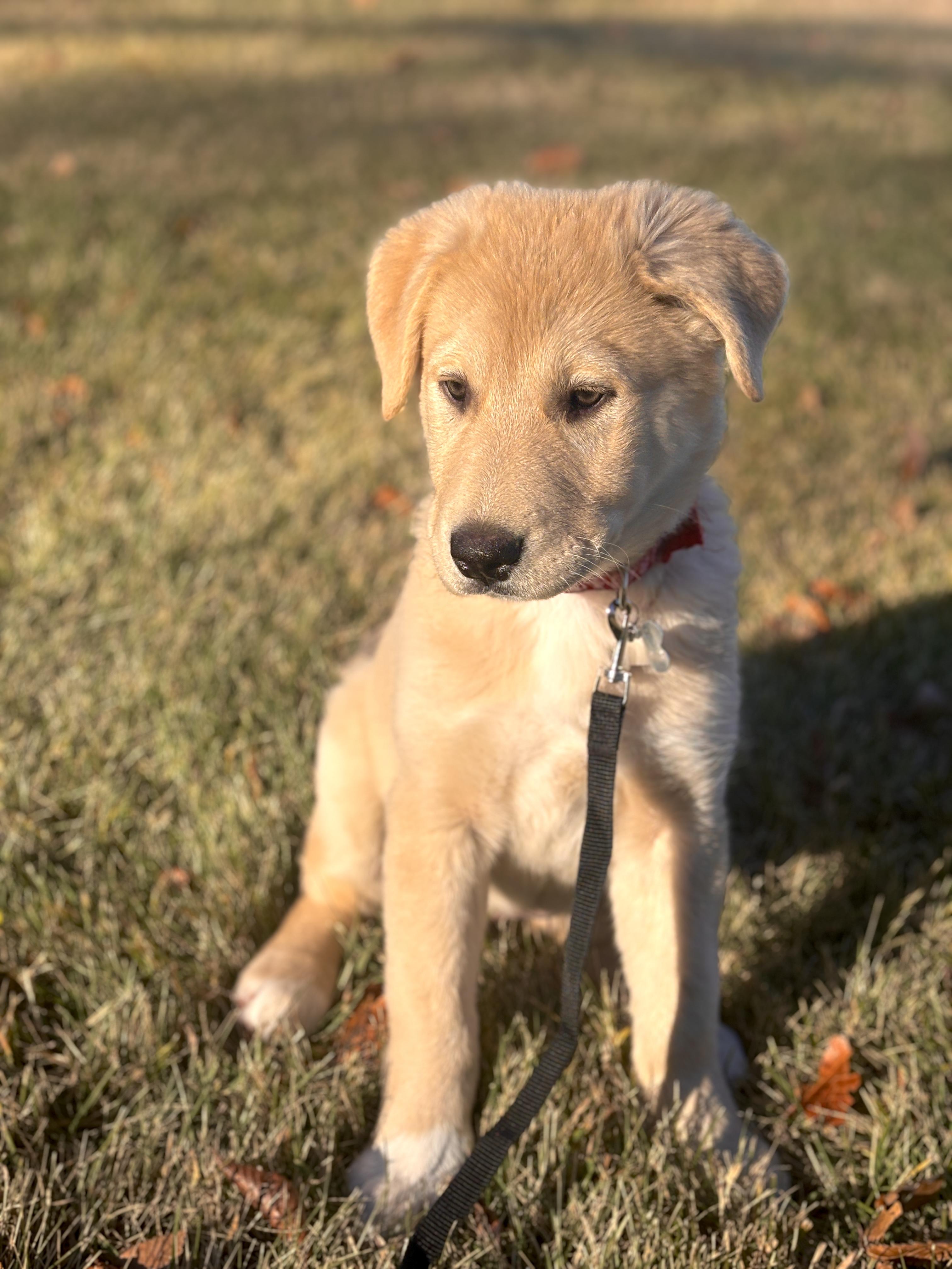 Sahara, an adoptable Mixed Breed in Saskatoon, SK, S7H 0W2 | Photo Image 6