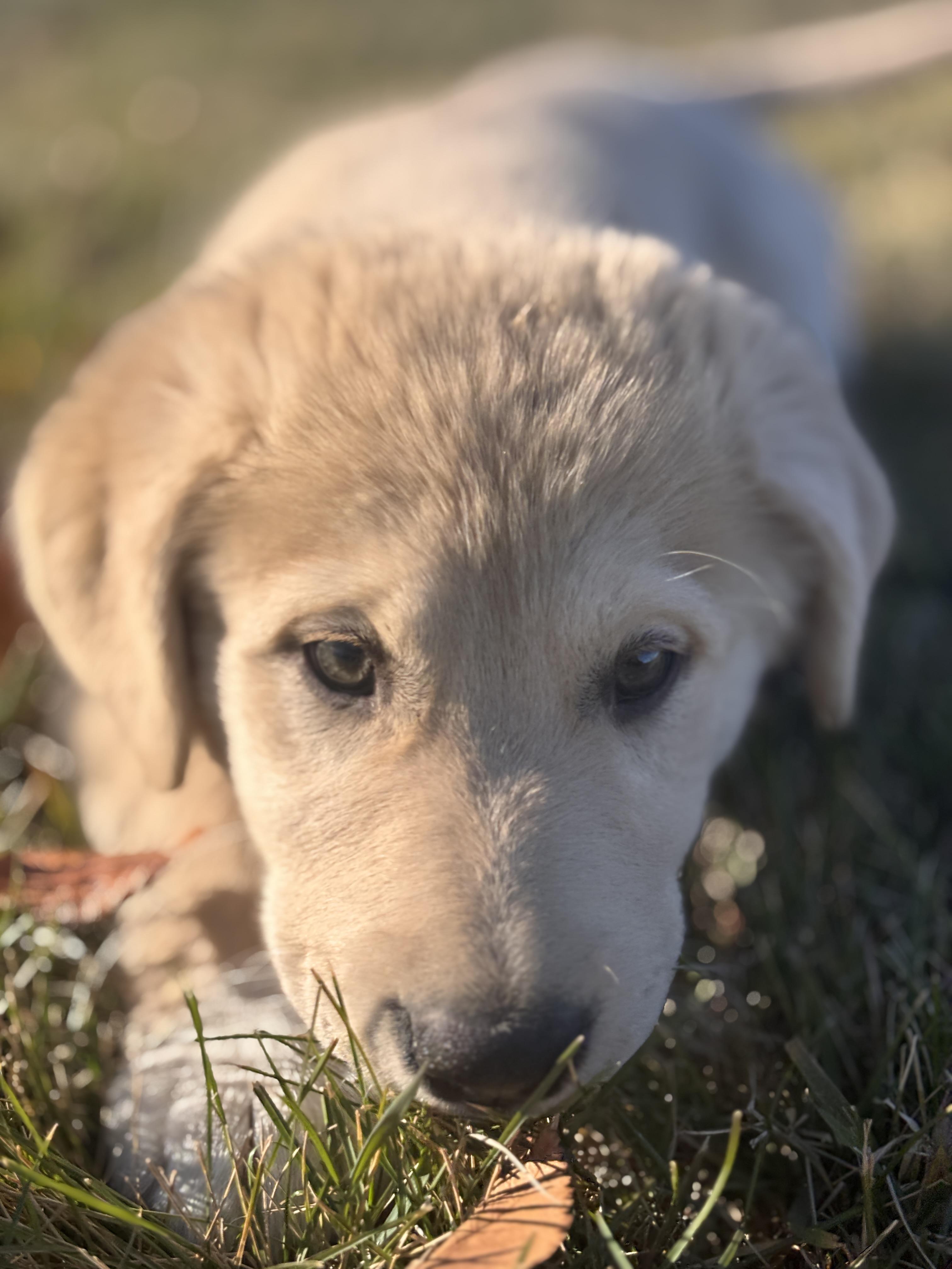 Sahara, an adoptable Mixed Breed in Saskatoon, SK, S7H 0W2 | Photo Image 5