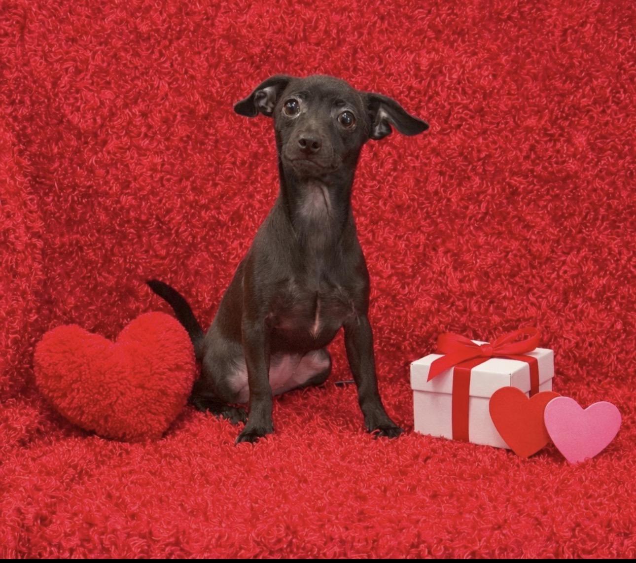 Bunny, ADOPTABLE, Puppy Female Chiweenie.