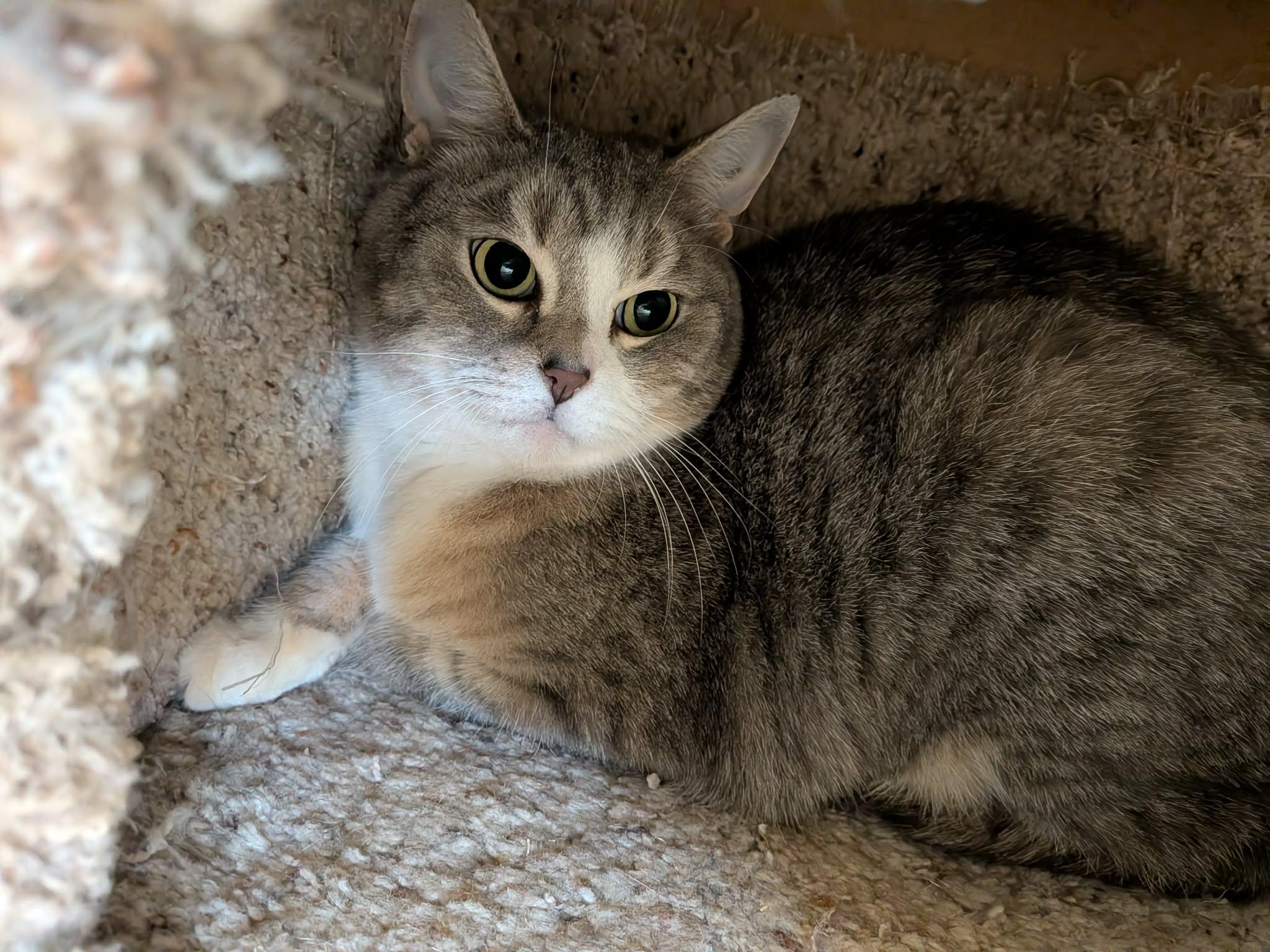 Mackerel, ADOPTABLE, Adult Female Domestic Short Hair.