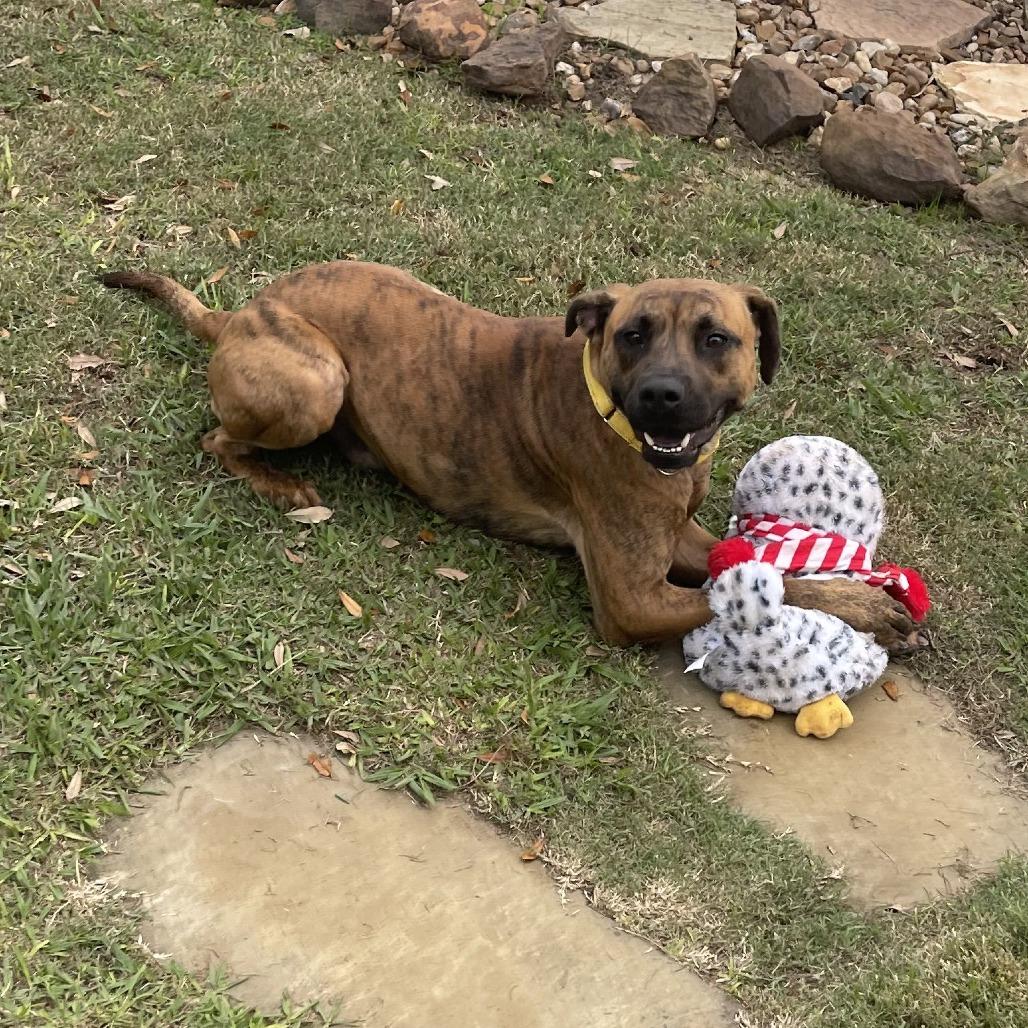 Jake, Adoptable, Adult Male Plott Hound & Mixed Breed.