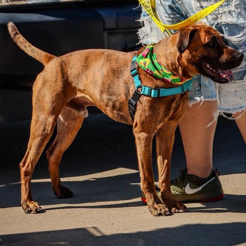 Jake, a Adoptable mixed breed in Galveston, TX image 1/6