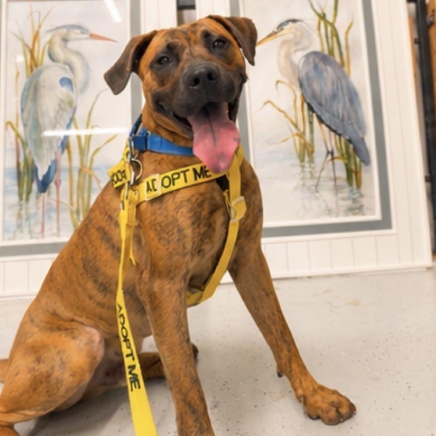 Enlarge Jake, a Adoptable mixed breed in Galveston, TX image 2/6