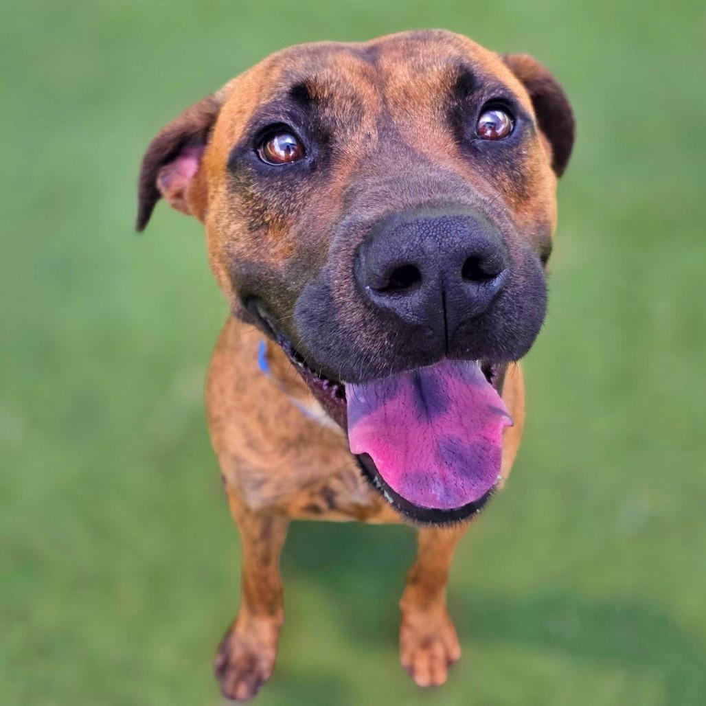 Jake, a Adoptable mixed breed in Galveston, TX image 2/6