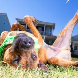 Jake, Adoptable, Adult Male Plott Hound & Mixed Breed.