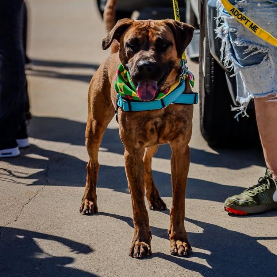 Jake, a Adoptable mixed breed in Galveston, TX image 3/6