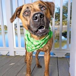 Jake, a Adoptable mixed breed in Galveston, TX image 4/6