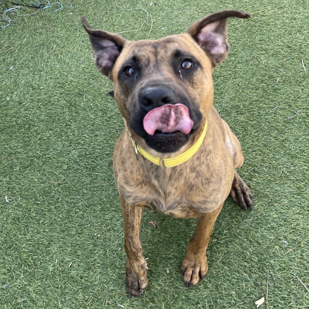 Jake, a Adoptable mixed breed in Galveston, TX image 2/2