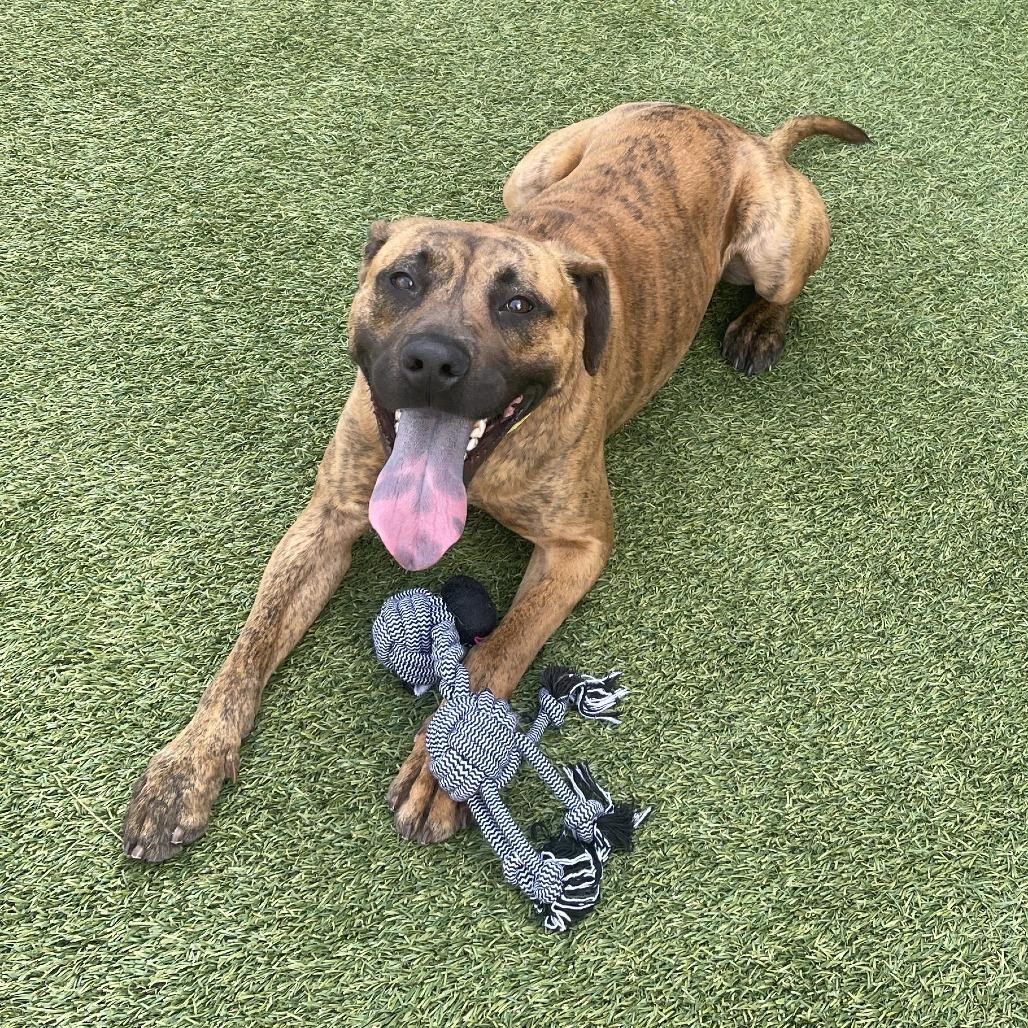 Enlarge Jake, a Adoptable mixed breed in Galveston, TX image 2/2