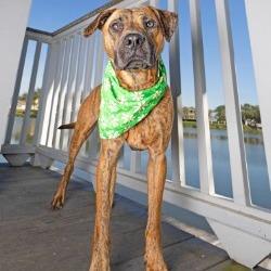 Jake, a Adoptable mixed breed in Galveston, TX image 5/6
