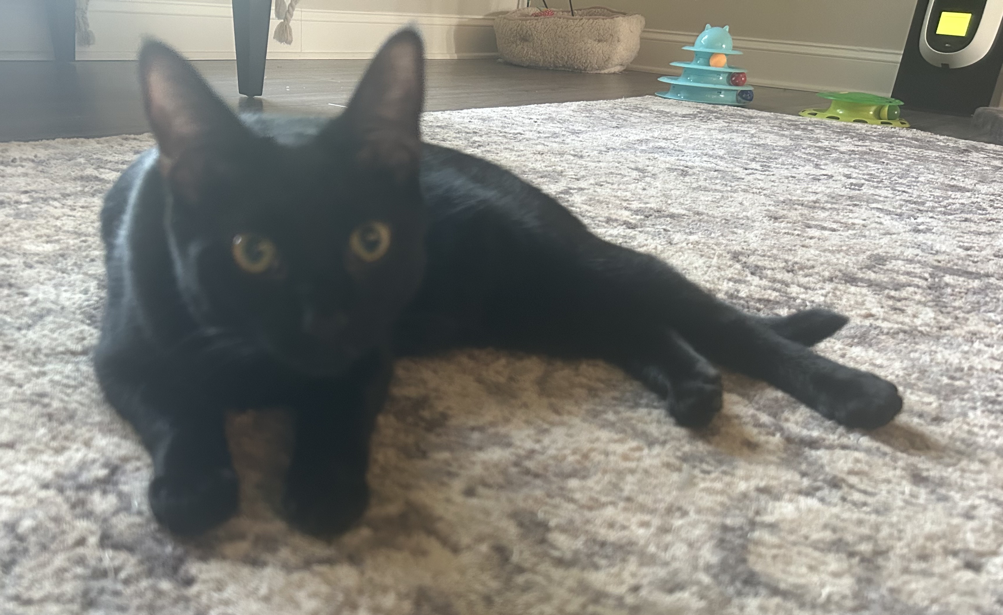 Skooter, an adoptable Domestic Short Hair in CANONSBURG, PA, 15317 | Photo Image 6