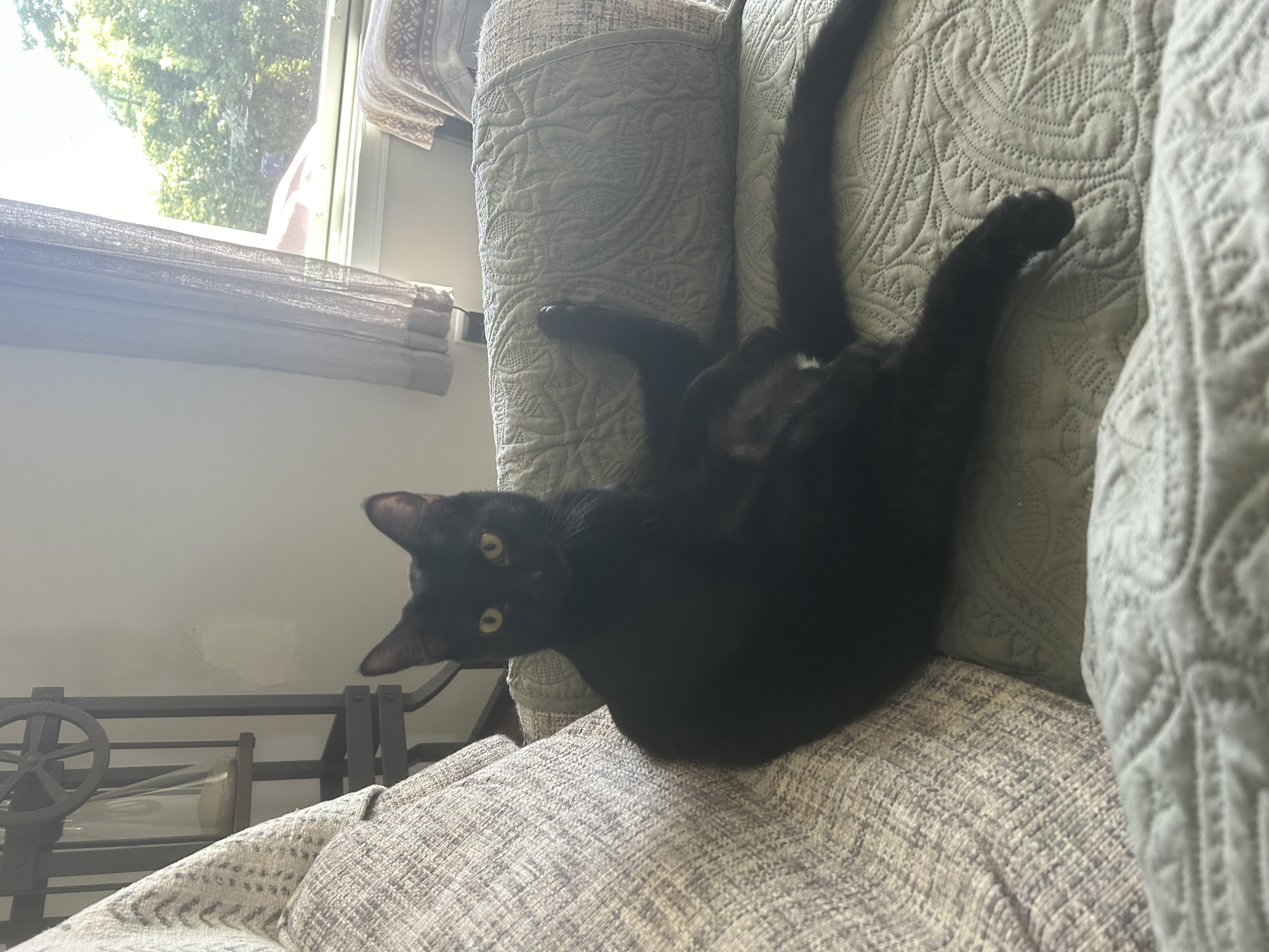 Skooter, a Adoptable Domestic Short Hair in CANONSBURG, PA image 2/4