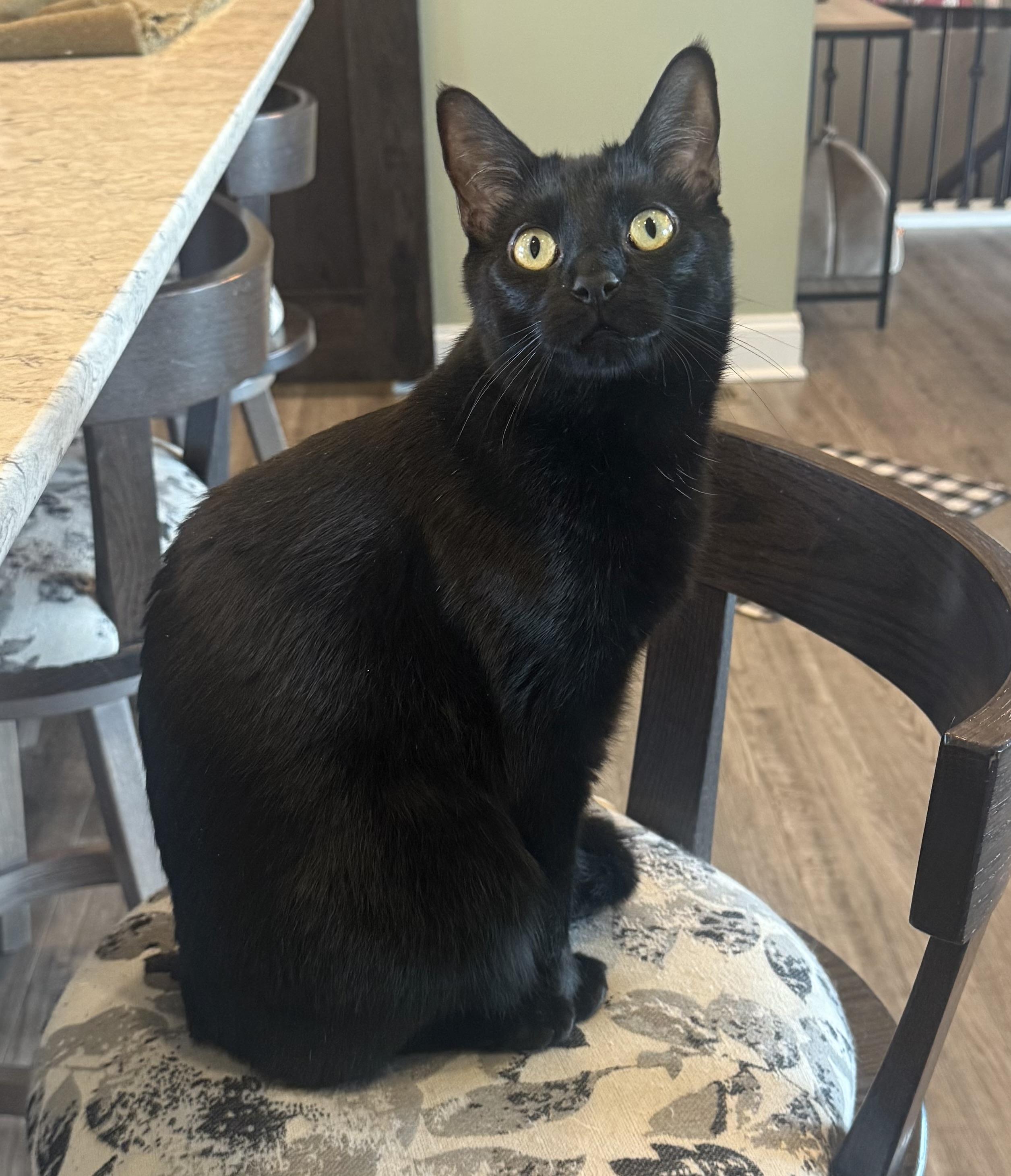 Skooter, a Adoptable Domestic Short Hair in CANONSBURG, PA image 3/4