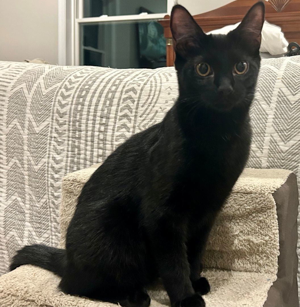 Skooter, an adoptable Domestic Short Hair in CANONSBURG, PA, 15317 | Photo Image 1