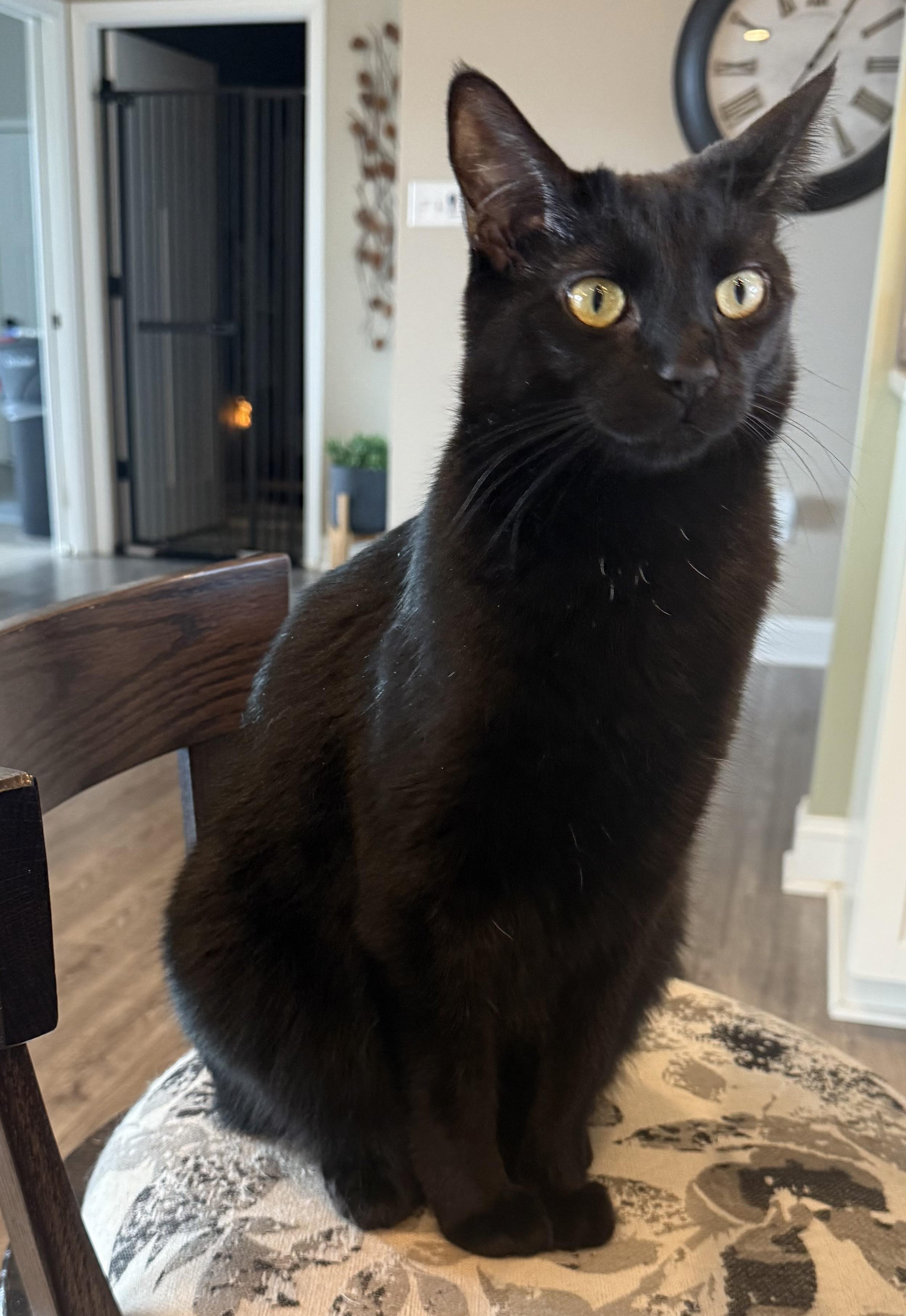 Skooter, an adoptable Domestic Short Hair in CANONSBURG, PA, 15317 | Photo Image 4