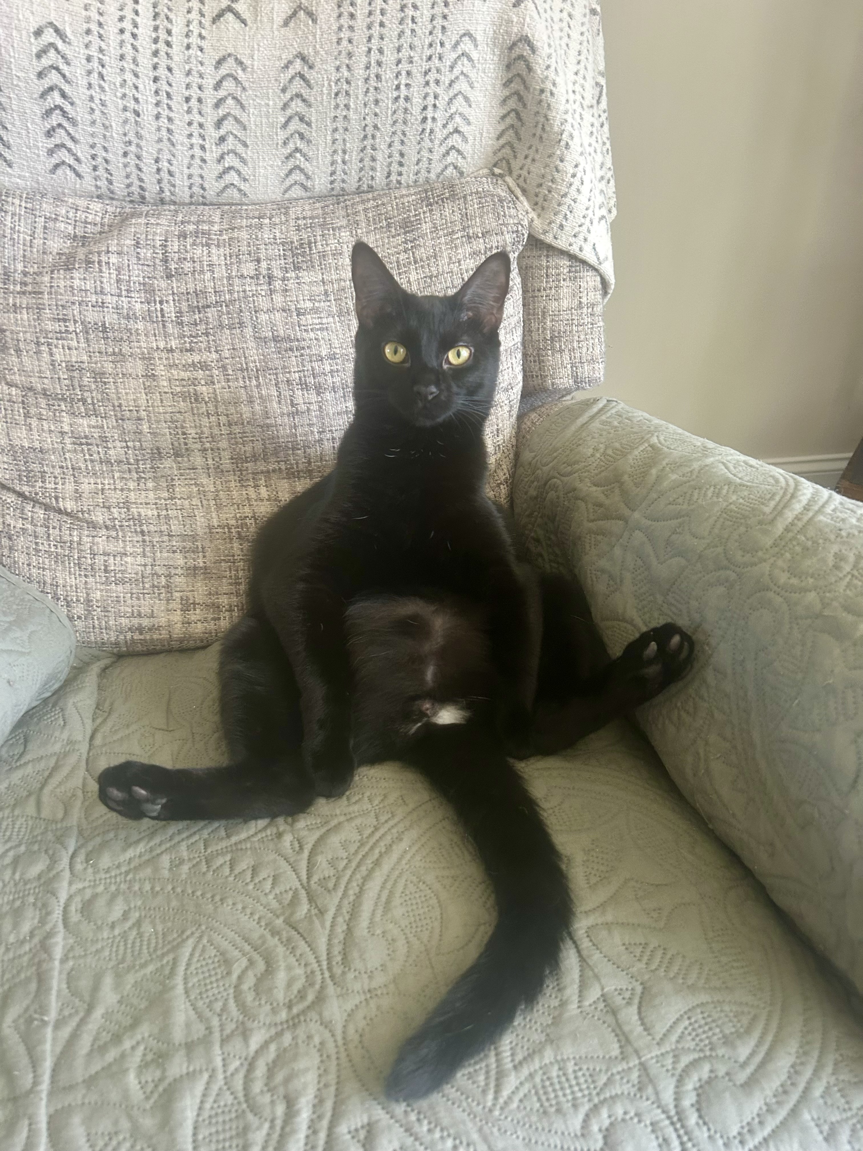 Skooter, an adoptable Domestic Short Hair in CANONSBURG, PA, 15317 | Photo Image 3