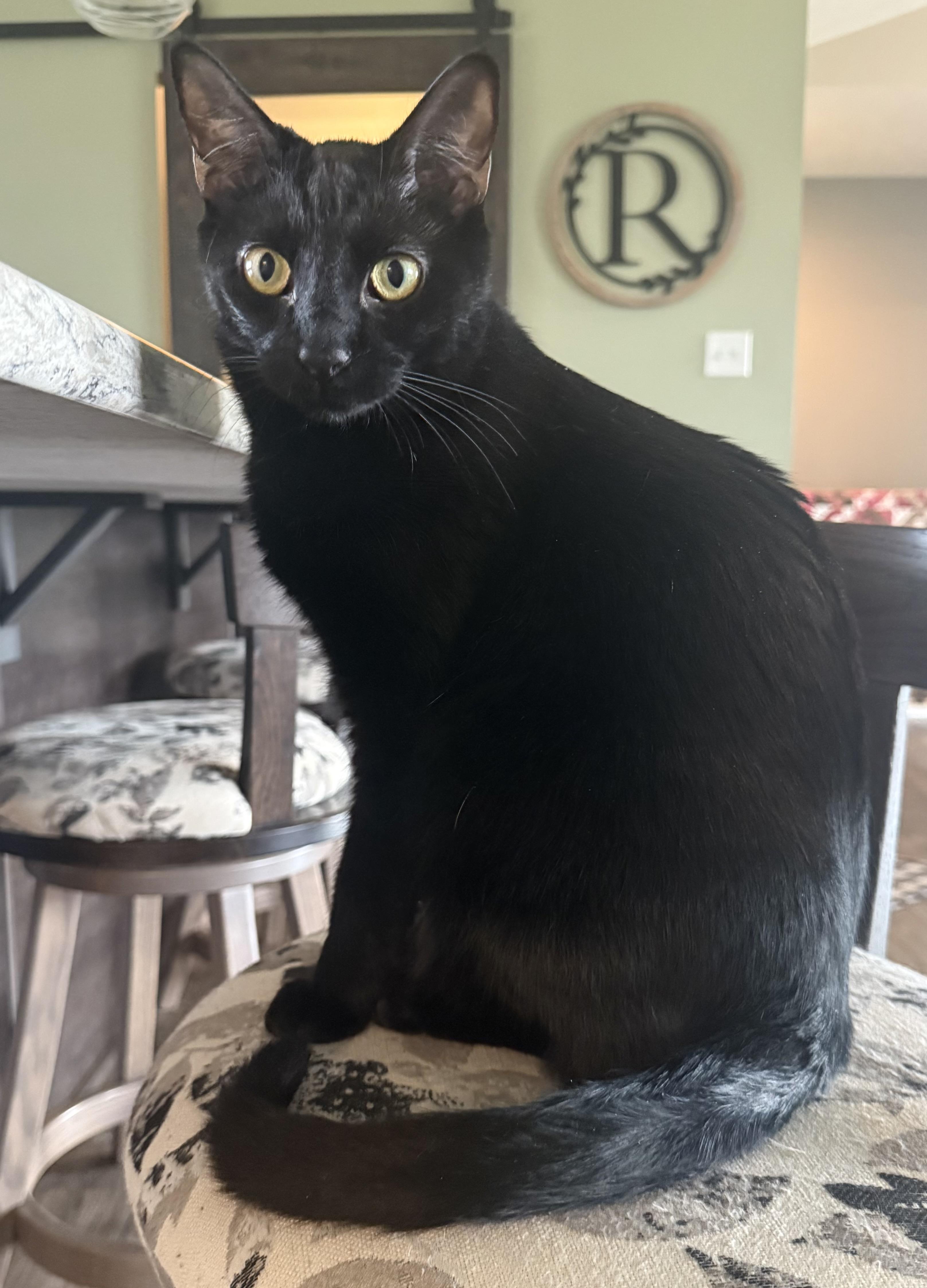 Skooter, a Adoptable Domestic Short Hair in CANONSBURG, PA image 1/4