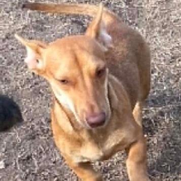 Fritter, Adoptable, Young Male Dachshund.