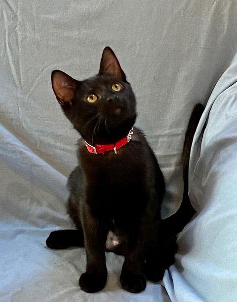 Enlarge Java, I'm Gentle! Adopt Me With Daisy!, a Adoptable mixed breed in Newport Beach, CA image 1/3